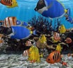 3D Fish School Screensaver 4.91 - hình nền đẹp cho máy tính